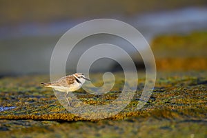 Kentish Plover or Charadrius alexandrinus, looking for food.