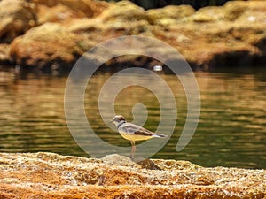 The Kentish Plover Charadrius alexandrinus Nature Photography