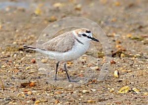 Kentish Plover - Charadrius alexandrinus, Ria Formosa Natural Park, Algarve, Portugal