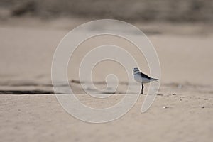 Kentish Plover Charadrius alexandrinus a small wader on the dune of a beach at Delta del Ebro