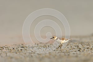 Kentish Plover (Charidrius Alexandrinus)