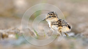 Kentish plover chick roaming around in their habitat