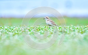 Kentish plover on grass land