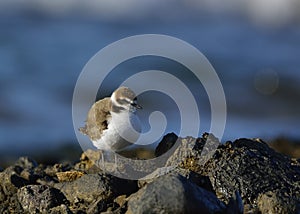 Kentish Plover, Greece