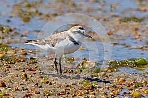 Kentish Plover Male - Charadrius alexandrinus on the Ria Formosa in Portugal.