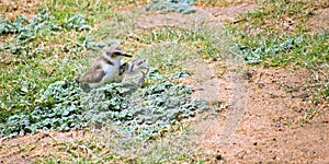 Kentish Plover with Plover Chicks, Kaudulla National Park, Sri Lanka