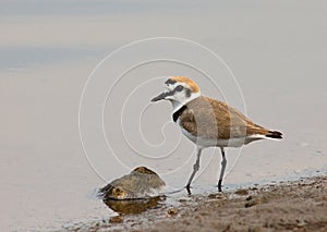 Kentish Plover, Strandplevier, Charadrius alexandrinus