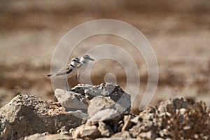 Kentish Plovers, Bahrain photo