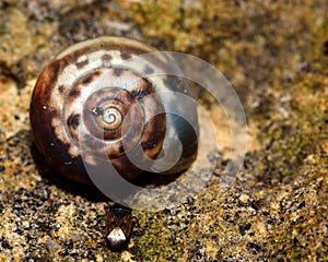 Kentish snail (Monacha cantiana)