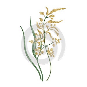 Kentucky bluegrass flowers isolated on white background. Natural drawing of wild perennial flowering pasture plant or