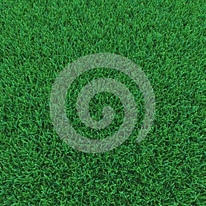 Kentucky Bluegrass Grass on white. 3D illustration