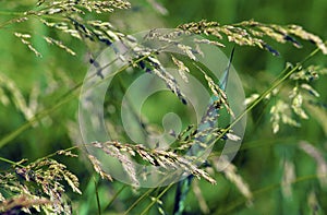 Kentucky Bluegrass 45464 photo