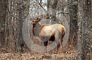 Kentucky elk