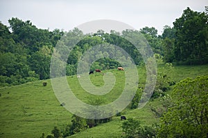 Kentucky Hillside Cows