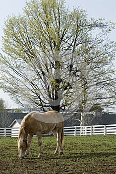 Kentucky Horse Farm