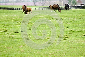 Kentucky Horse Farm