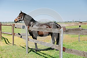 Kentucky horse farm, ranch landscape