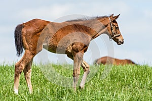 Kentucky horse foal in a Bluegrass Field