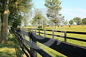 Kentucky Horse Ranch