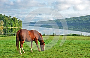 Kentucky Mountain Horse