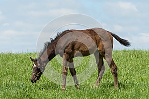 Kentucky Thoroughbred foal in Bluegrass Field