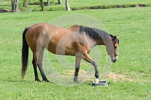 Kentucky Thoroughbred Horse in Bluegrass Field