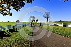 Kentucky Thoroughbred Horse Farm