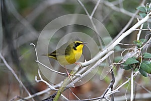 Kentucky Warbler