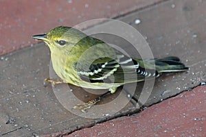 Kentucky Warbler Bird