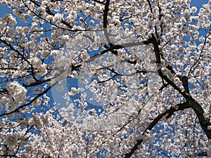 Kenwood Cherry Blossom Tree