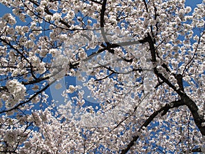 Kenwood Cherry Blossom Tree photo