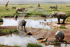 Kenya Africa Safari Animals Scene