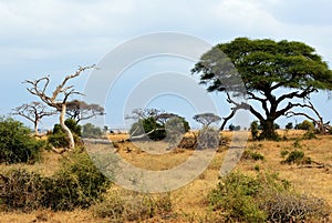 Kenya, Amboseli park, Africa