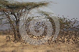 Kenya: Bird-Lovers Paradies Ngoro River in Samburu Nationalpark photo