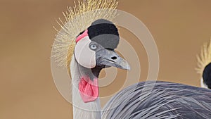 Kenya Birdlife and Wildlife, Grey Crowned Crane Bird Close Up Portrait in Maasai Mara in Africa, Afr