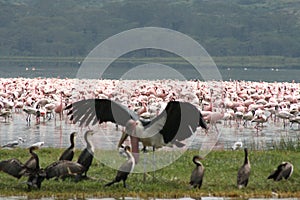 Kenya birds