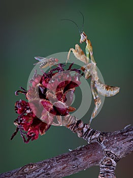 Kenya Flower Mantis with fruit fly