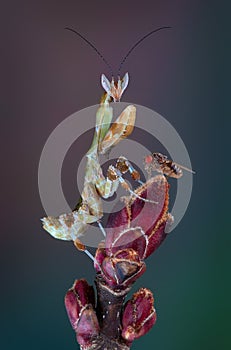 Kenya Flower Mantis with fruit fly on spring bud