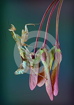 Kenya Flower Mantis on seed pods