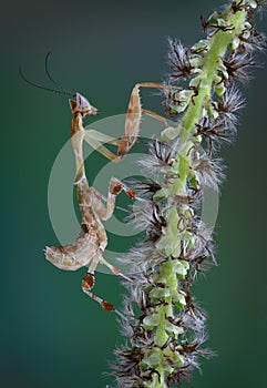 Kenya Flower Mantis on tree bud