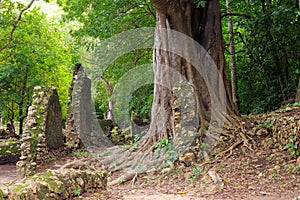 Kenya, Gede ruins laid in the vicinity of the Malindi resort
