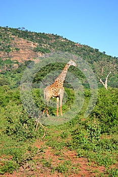 Kenya giraffe