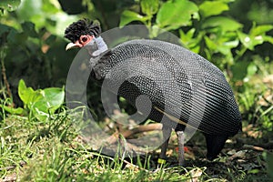 Kenya guineafowl photo