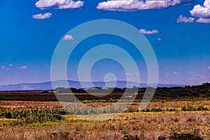 Kenya Landscape Nature Panoramic Scenic Views Fields Meadows Clouds Sky At Nairobi National Park In Kenya East Africa