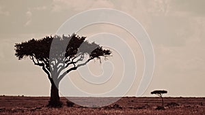 Kenya landscape with two trees, Masai mara