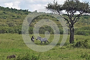 Kenya. Masai Mara National Park. Two striped zebras play