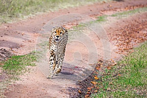 Kenya, Masai Mara Park. The cheetah