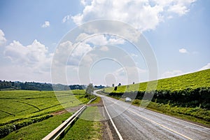 Kenya Roads Highway Morning Fog Mist Tea Leaves plantations Along The Road Farming Field Plants Meadows Foilage In Kiambu