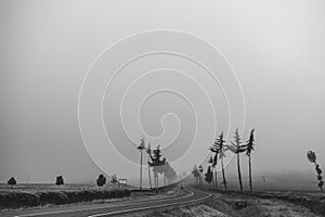 Kenya Roads Highway Morning Fog Mist Tea Leaves plantations Along The Road Farming Field Plants Meadows Foilage In Kiambu