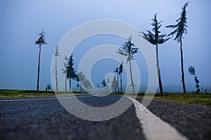 Kenya Roads Highway Morning Fog Mist Tea Leaves plantations Along The Road Farming Field Plants Meadows Foilage In Kiambu